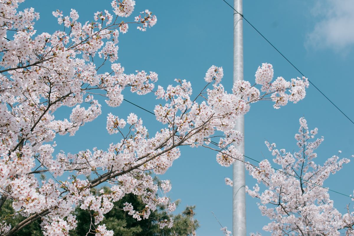 Cerisiers à Yeongdeungpo Yeouido Spring Flower Festival