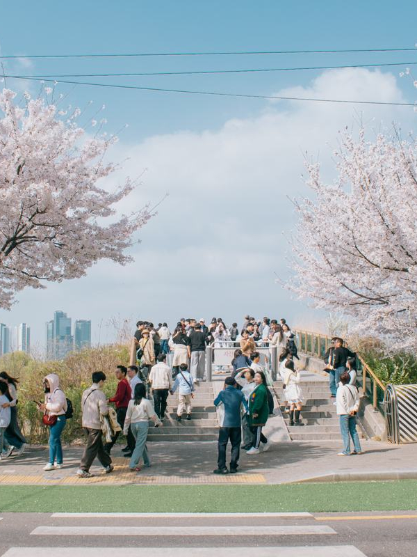 Yeongdeungpo Yeouido Spring Flower Festival