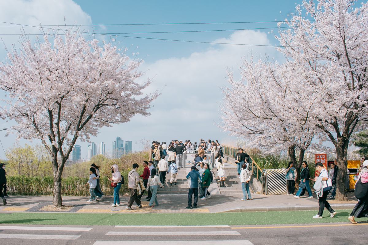 Yeongdeungpo Yeouido Spring Flower Festival