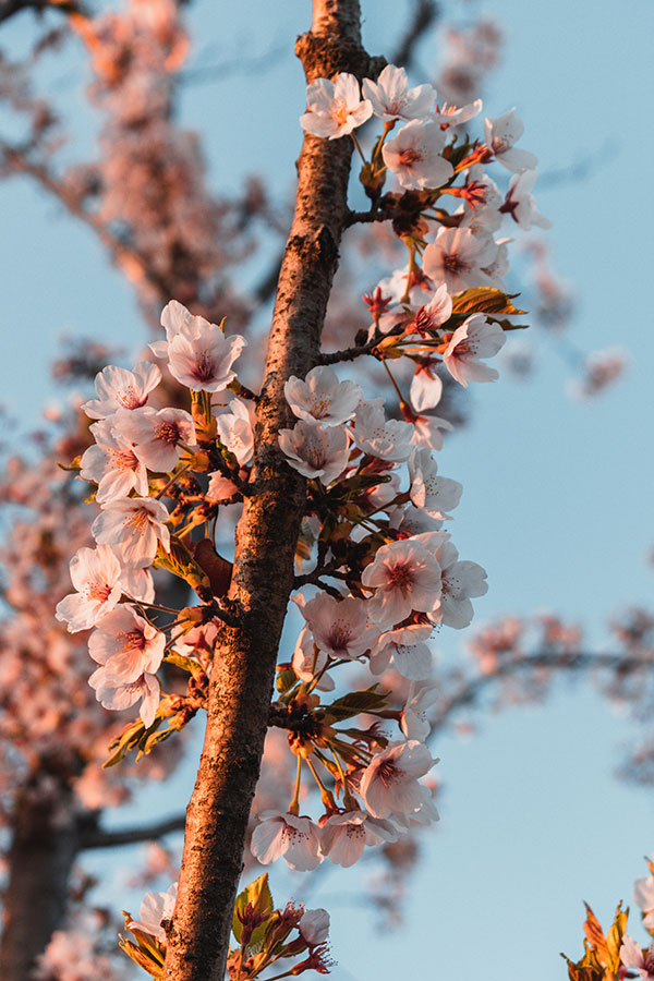 Branche de fleurs de cerisier en Corée du Sud
