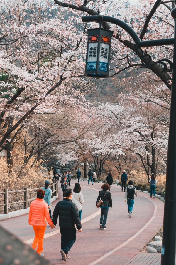 Namsan Park cerisiers en fleurs