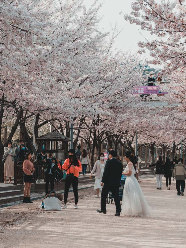 Seoul forest floraison des cerisiers