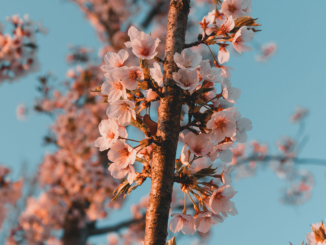 cerisier en fleur coree du sud