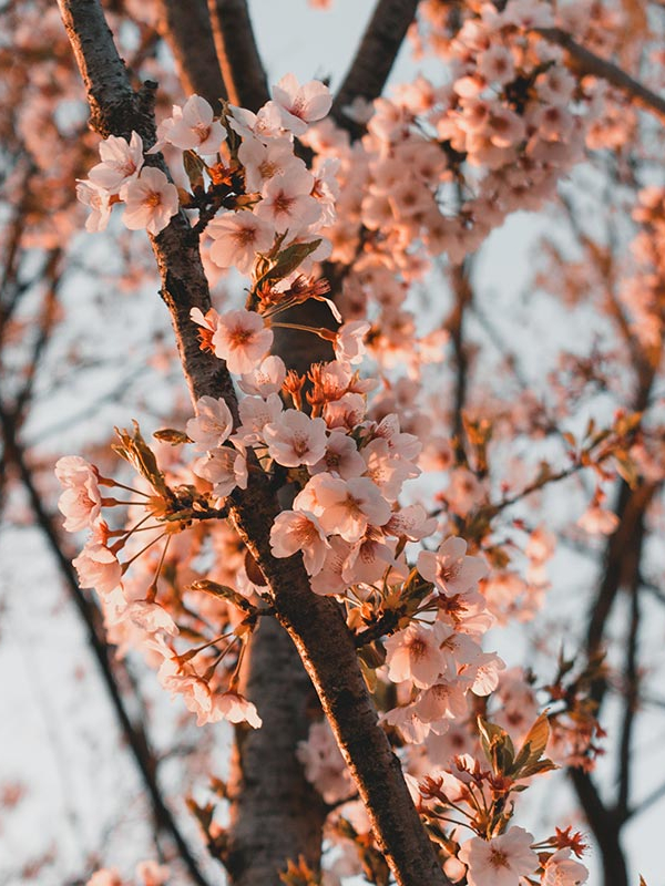 cerisier en fleur haneul park seoul
