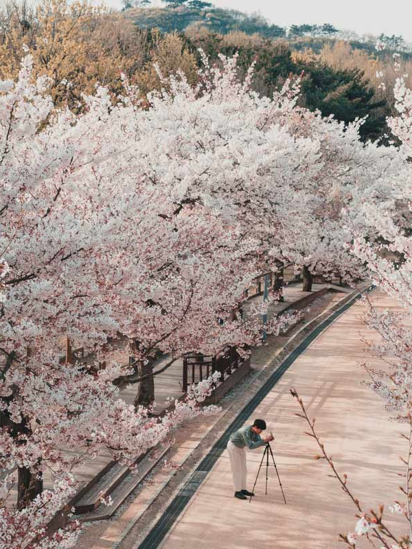 cerisiers en fleurs seoul