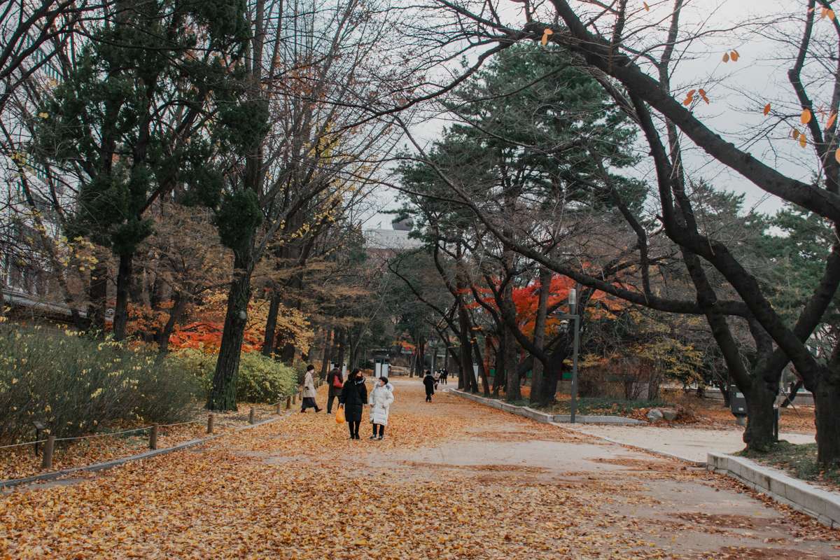 feuillage automne coree du sud