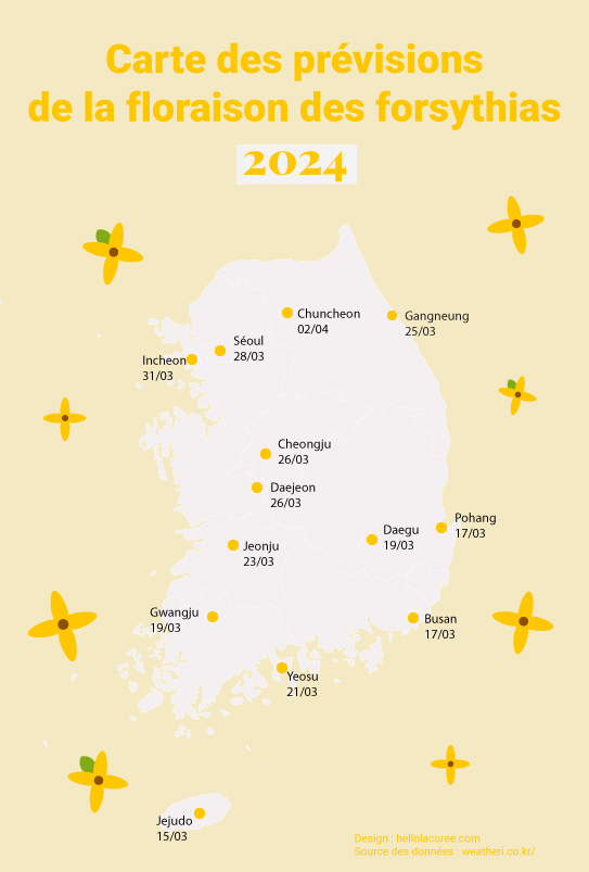 Forsythias Corée du Sud 2023