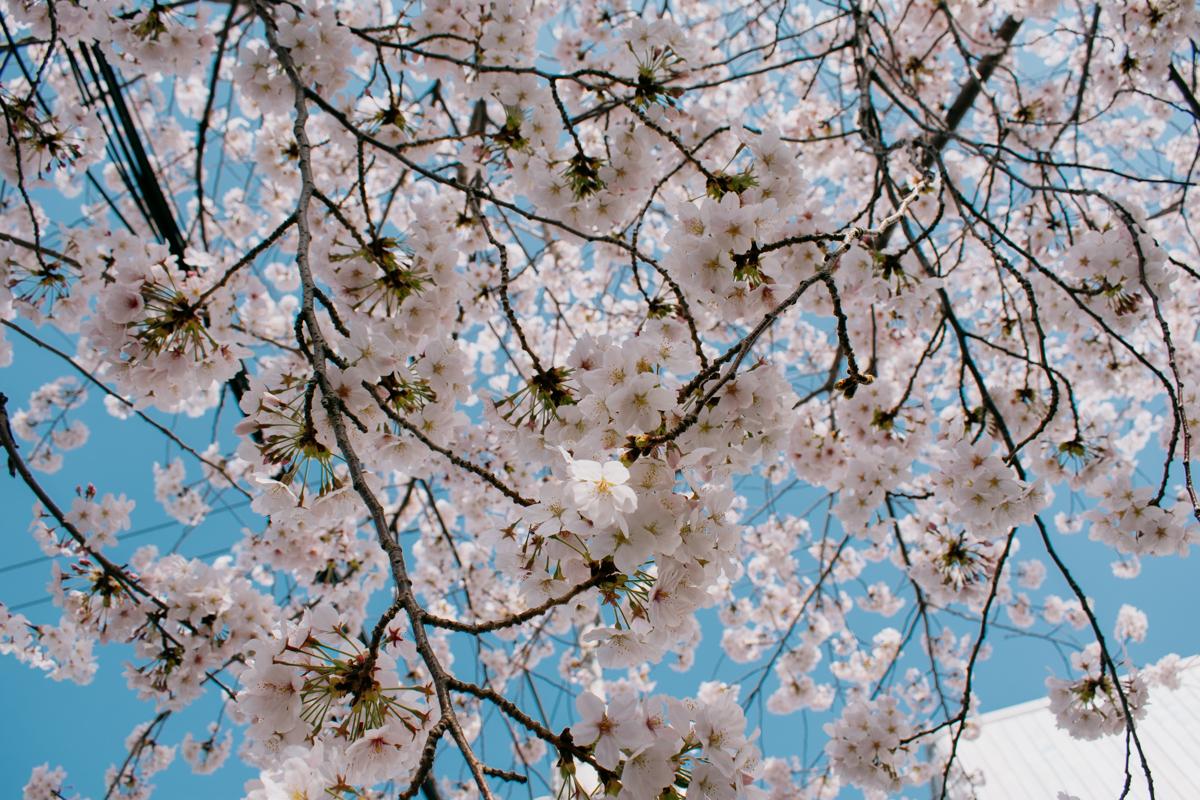 cerisier en fleur corée du sud
