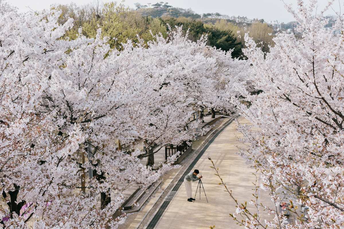 cerisiers en fleurs séoul