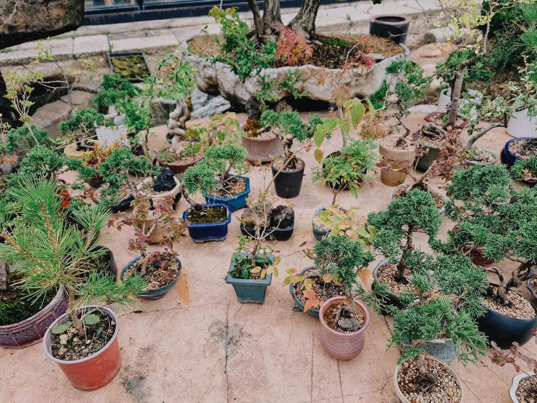 Korea Bonsai Museum