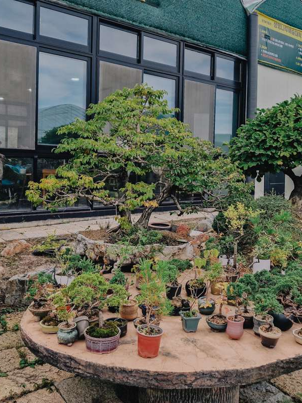 Korea Bonsai Museum Séoul