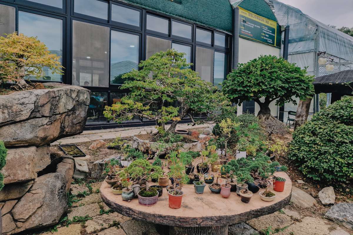 Korea Bonsai Museum Séoul