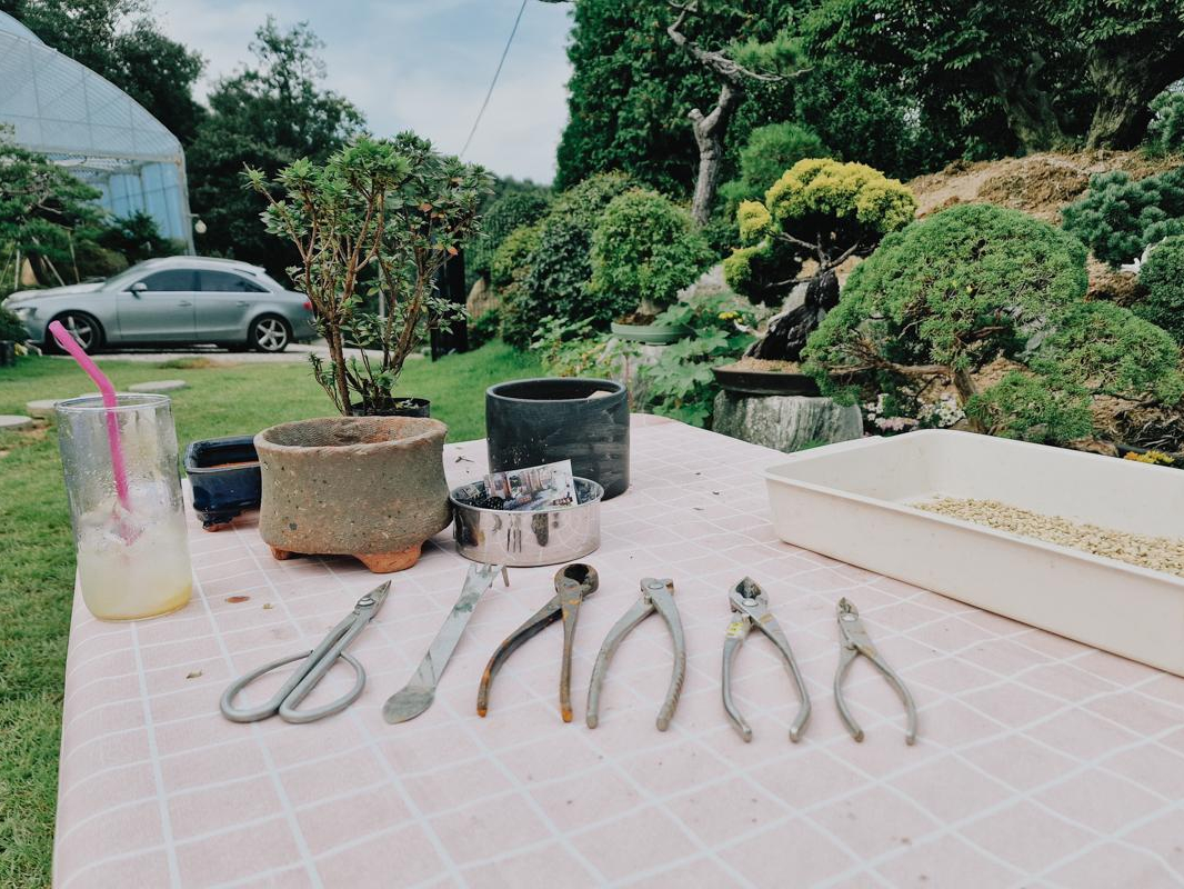 Korea Bonsai Museum : Atelier Bonsaï Séoul