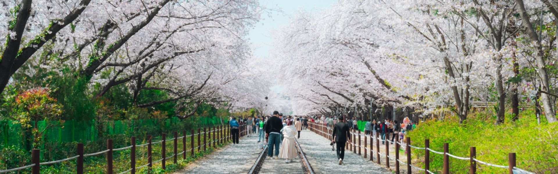 Gyeonghwa Station à Jinhae: fleurs de cerisiers