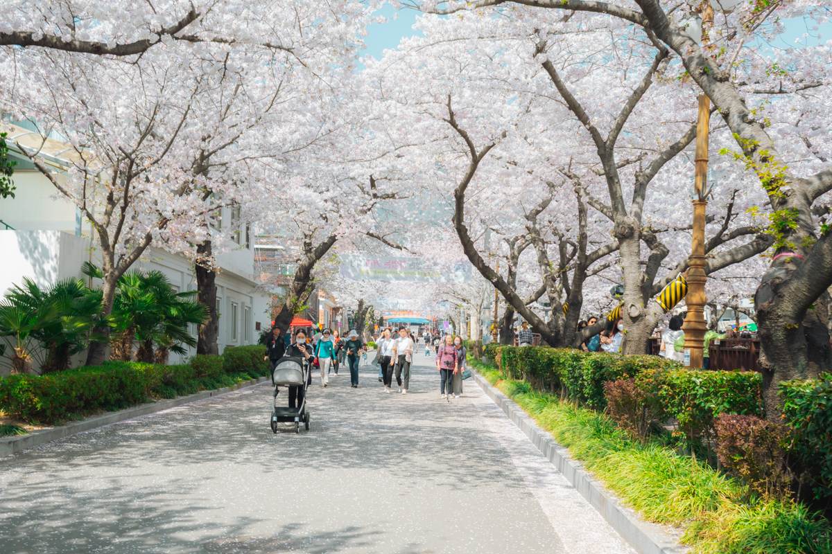 Jinhae Gunhangje Festival