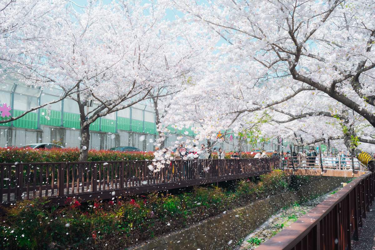 Yeojwacheon cerisiers en fleurs