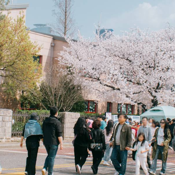 festivals printemps corée du sud