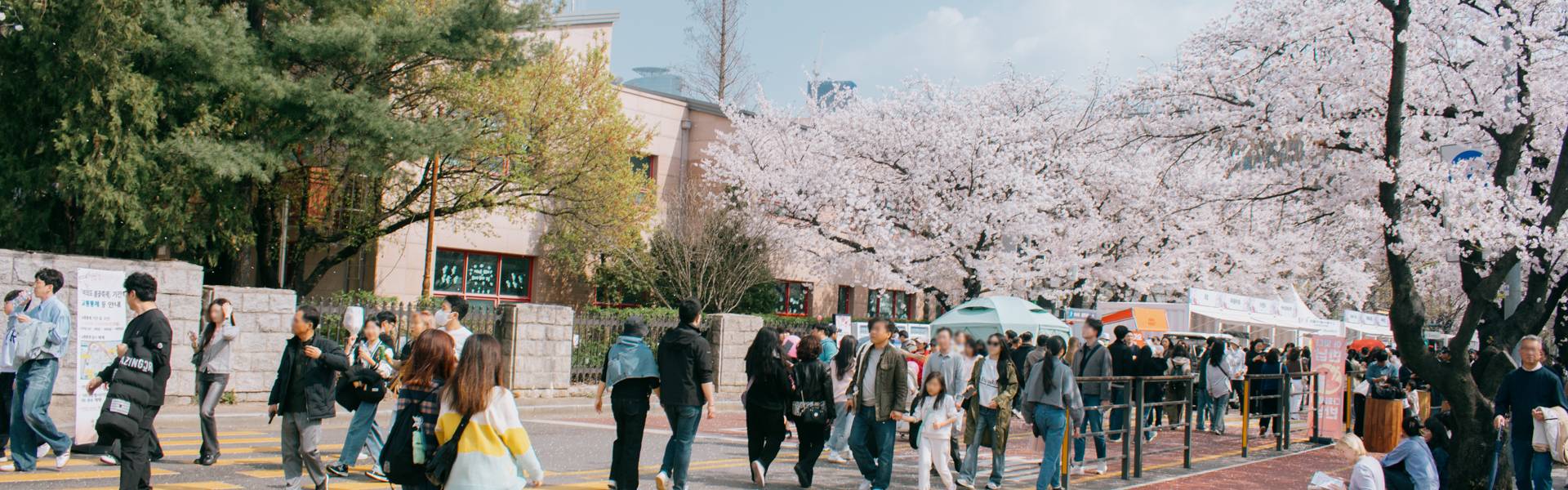 festivals printemps corée du sud