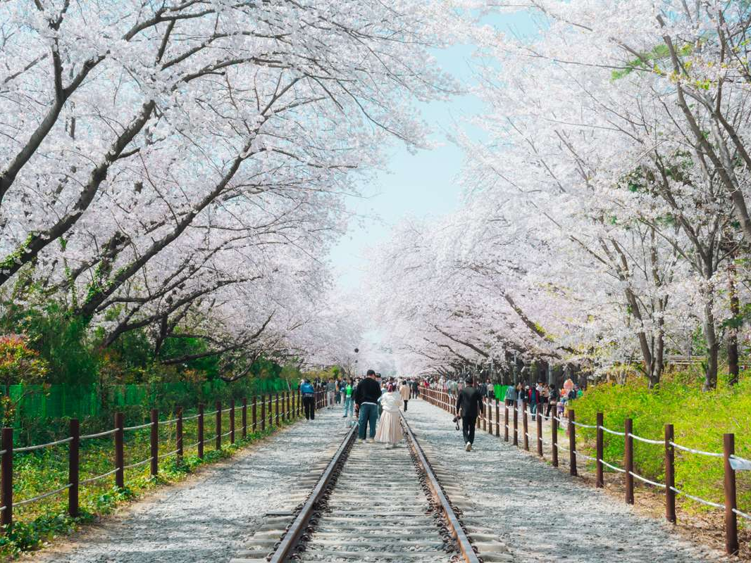 Gyeonghwa Station à Jinhae: fleurs de cerisiers