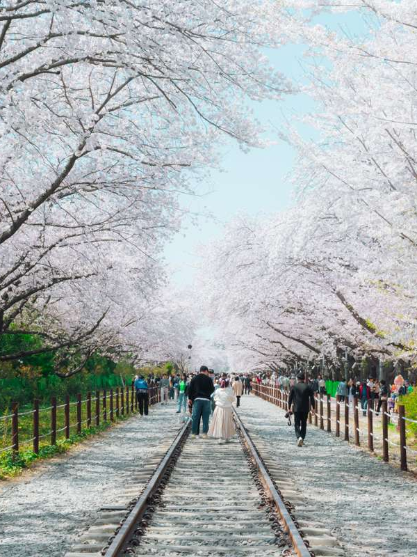 Gyeonghwa Station à Jinhae: fleurs de cerisiers
