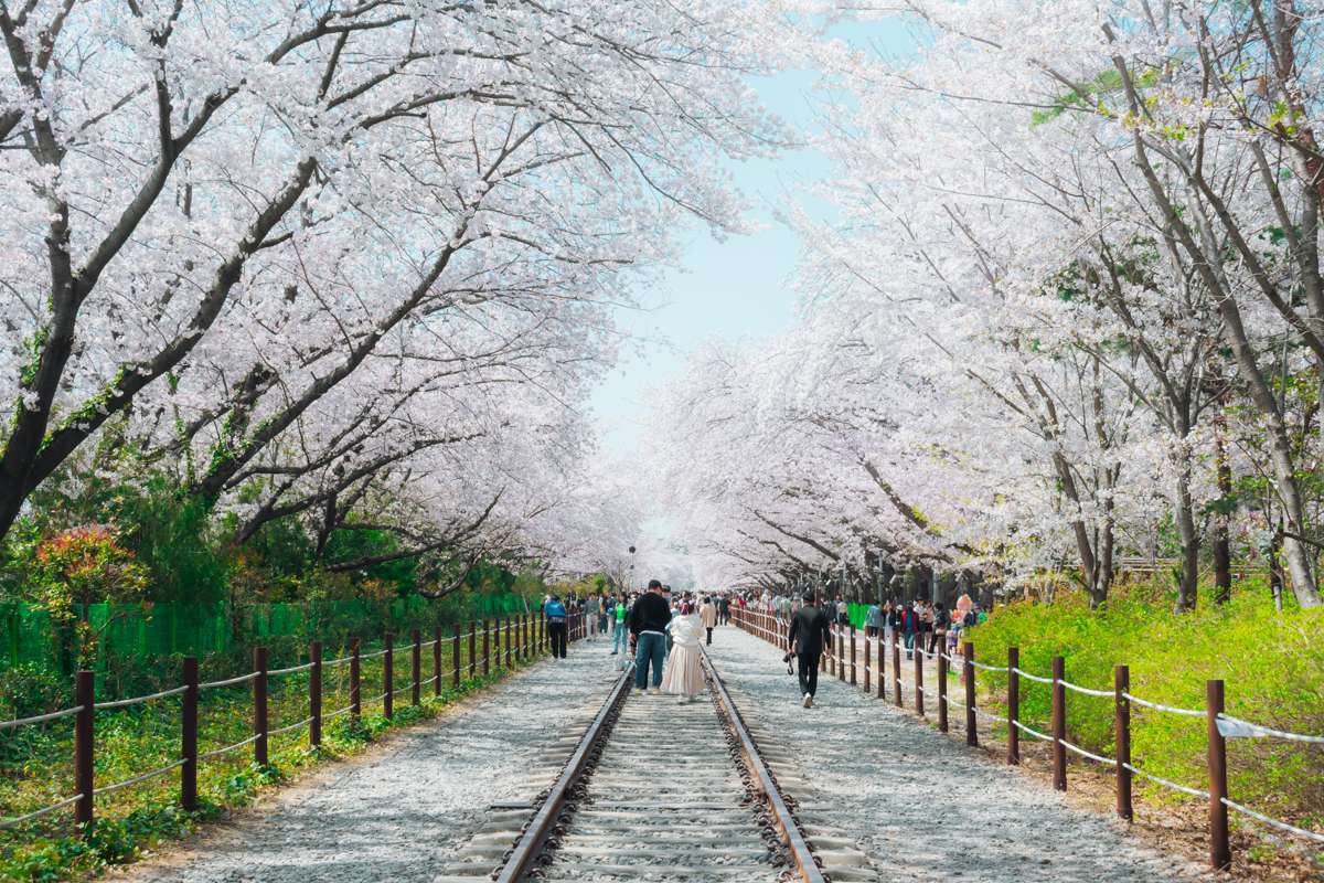 Gyeonghwa Station à Jinhae: fleurs de cerisiers