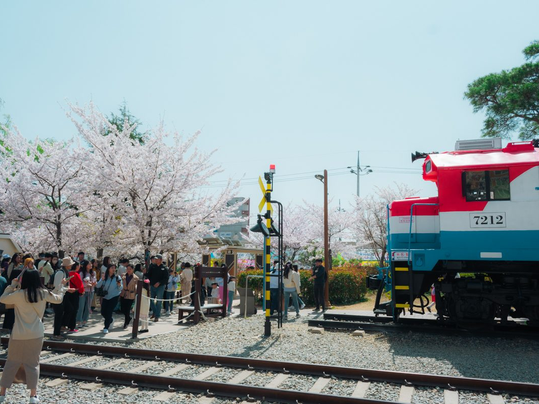 gyeonghwa station fleurs de cerisier