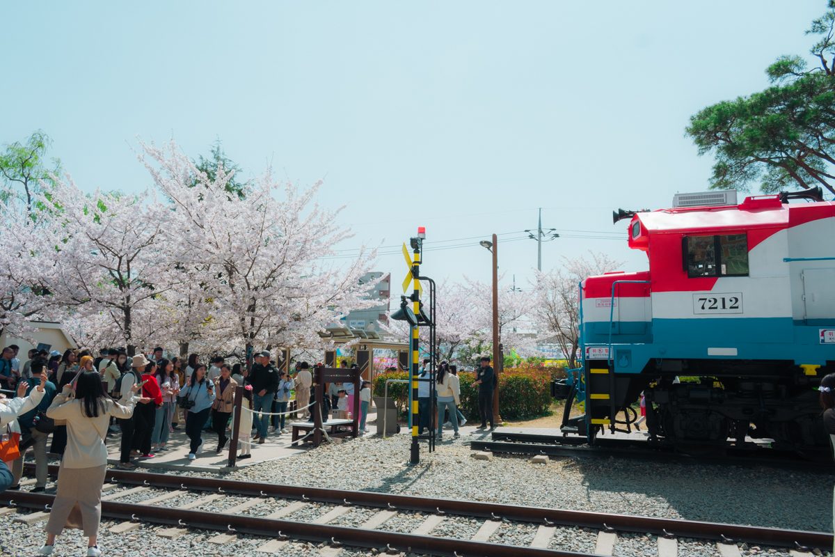 gyeonghwa station fleurs de cerisier