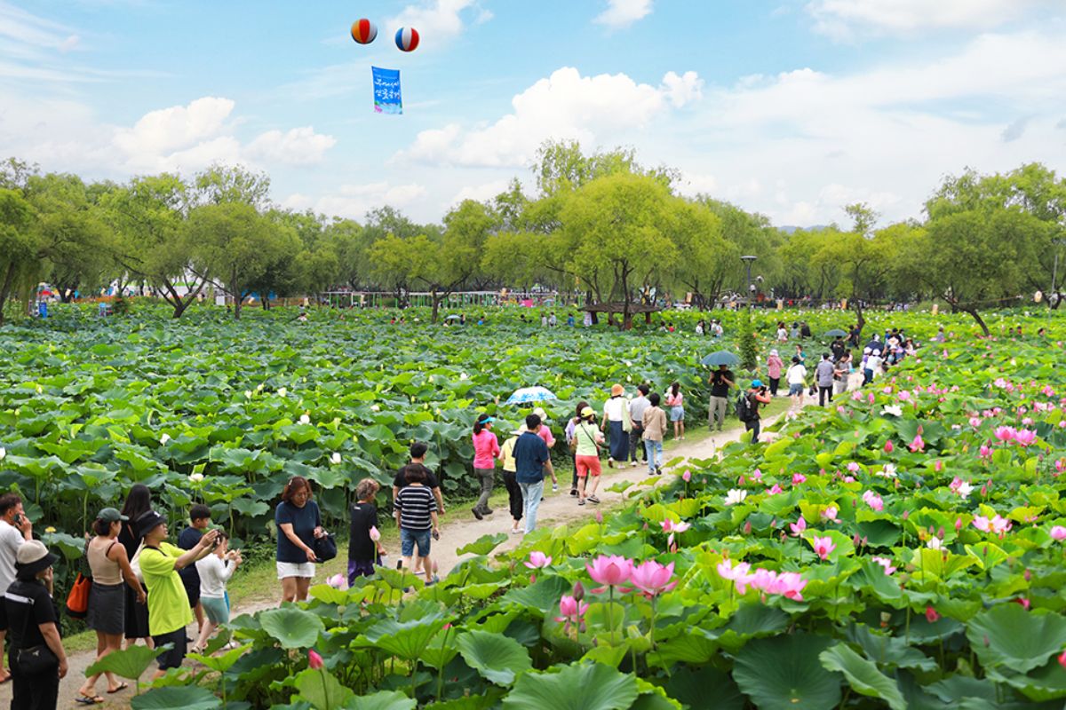 Buyeo Seodong Lotus Festival