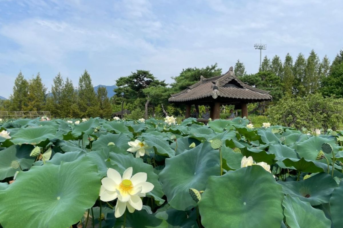 Semiwon Lotus Culture Festival