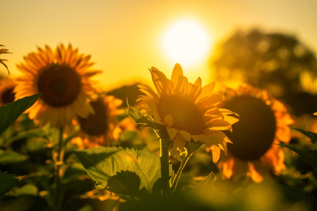 Taebaek Sunflower Festival