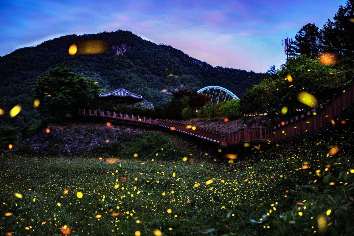 Muju Firefly Festival