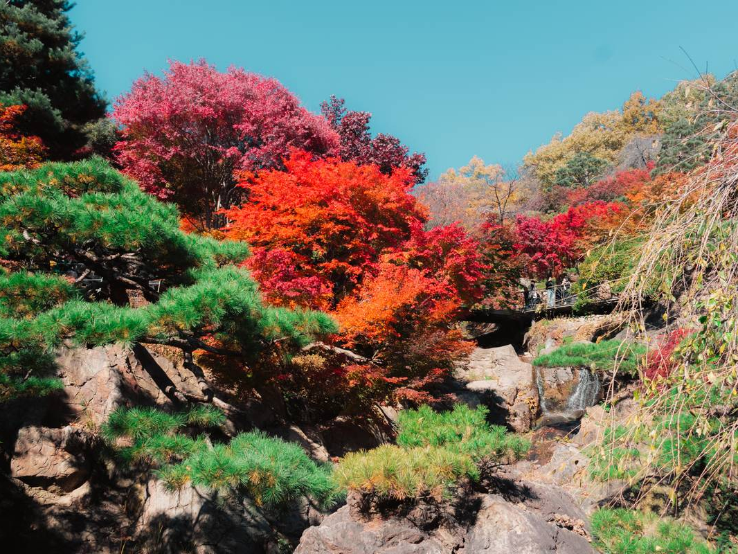 hwadam forest